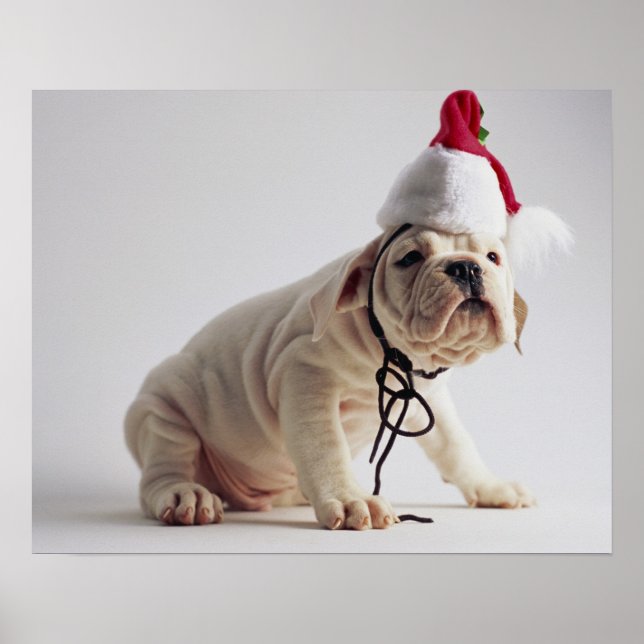 Pôster Buldogue Cachorro Vestindo Papai Noel (Frente)