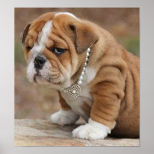 Pôster Buldogue do inglês de McDogface do Doggy