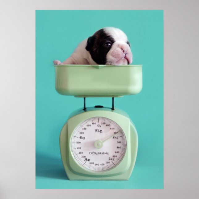 Pôster Buldogue Francês (Frente)