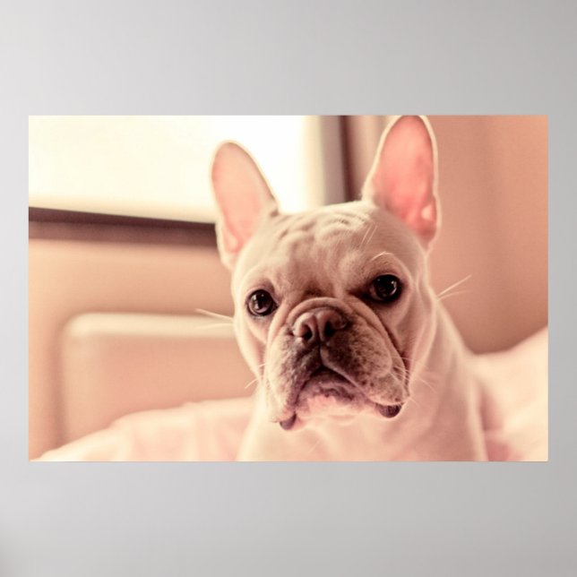 Pôster Buldogue Francês (Frente)