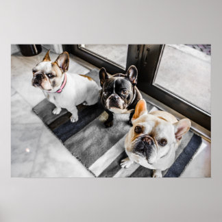 Poster Buldogue francês