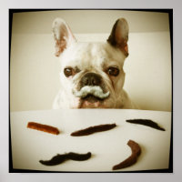 Buldogue Francês Com bigode
