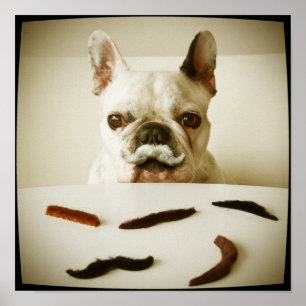 Poster Buldogue francês com um bigode