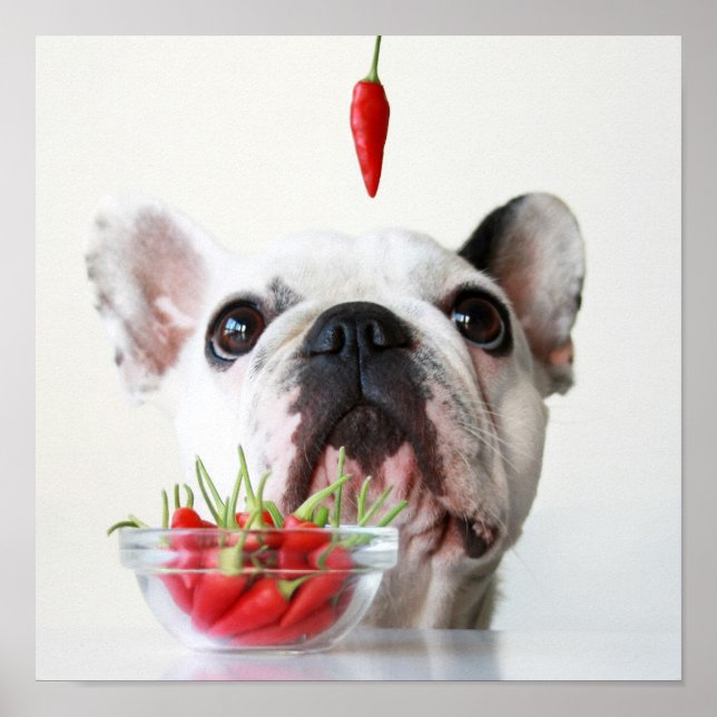 Poster Buldogue Francês Olhando Para Um Pimenta Vermelho (Frente)