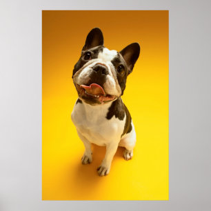 Pôster Buldogue francês que olha acima