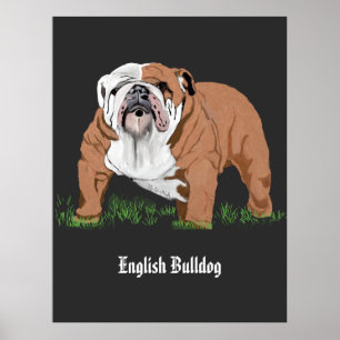 Poster Buldogue Inglês