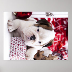 Poster Buldogue Inglês Bonito  Feliz Natal