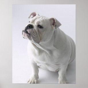 Pôster Buldogue inglês branco que senta-se no estúdio,