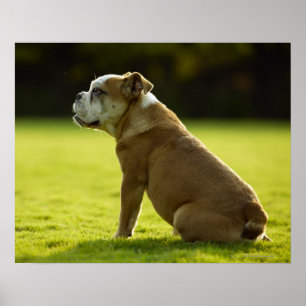 Pôster Buldogue no campo