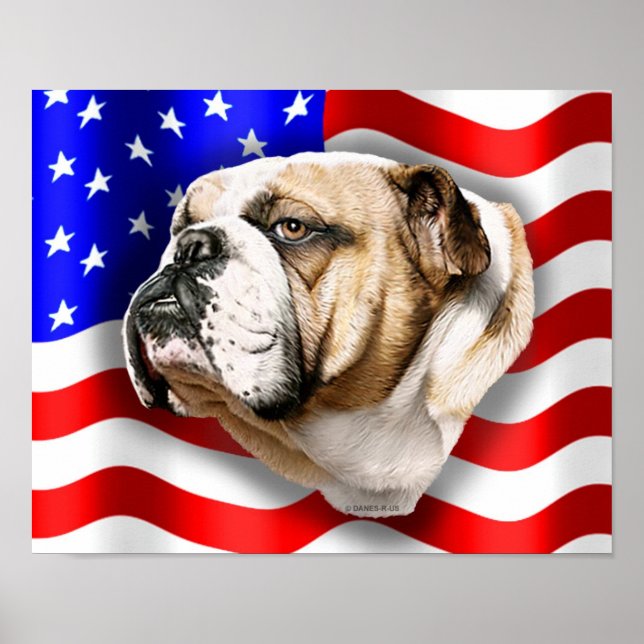 Poster Buldogue Patriot EUA Flag (Frente)