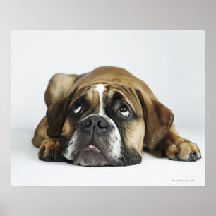 Pôster Buldogue velho de Dorset Tyme