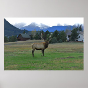 Poster Bull Elk