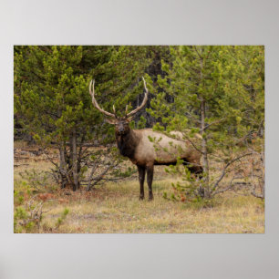 Poster Bull Elk   At Yellowstone National Park