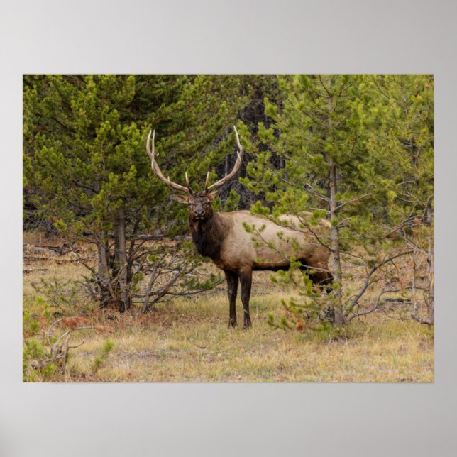 Poster Bull Elk | At Yellowstone National Park (Frente)
