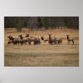 Poster Bull Elk e seu Hamer Colorado USA Canvas Print