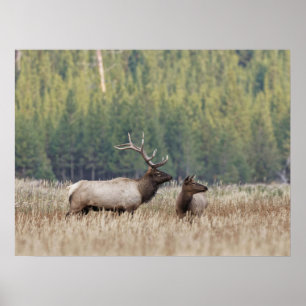 Poster Bull Elk in Meadow   Yellowstone National Park