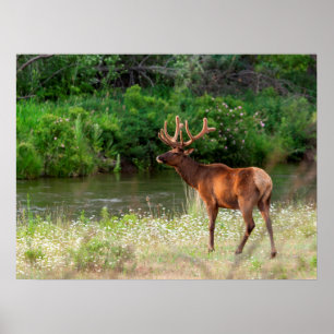 Poster Bull Elk in the National Bison Range, Montana