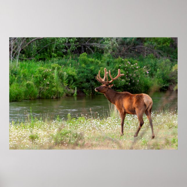 Pôster Bull Elk in the National Bison Range, Montana 2 (Frente)