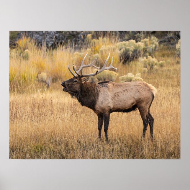Poster Bull Elk | Parque Nacional Yellowstone (Frente)