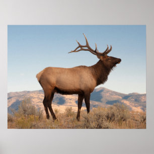 Poster Bull Elk perto de Mammoth Wyoming
