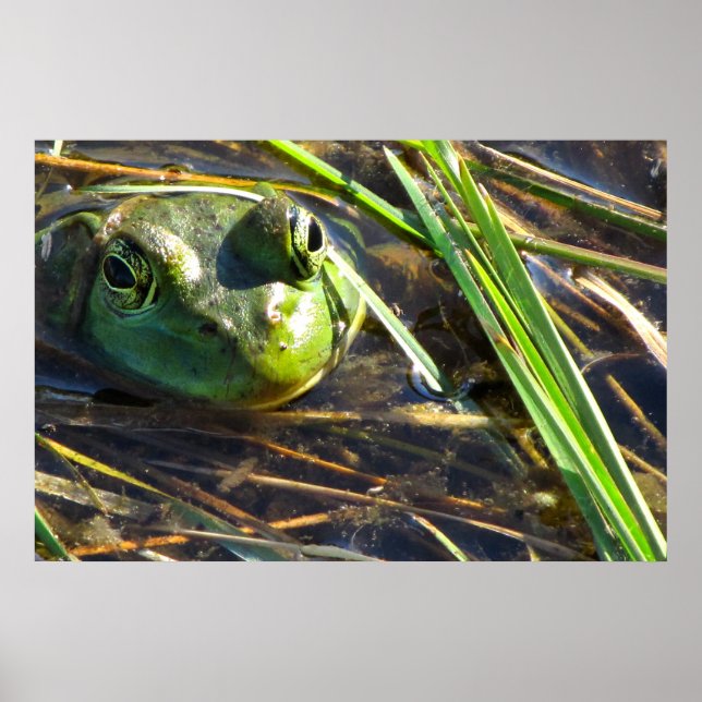 Poster Bull Frog (Frente)