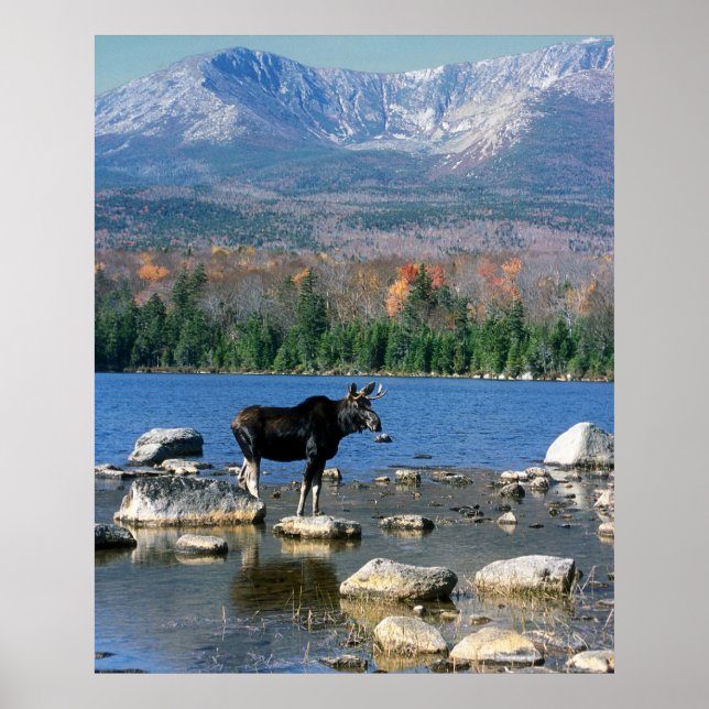 Pôster Bull Moose e Monte Katahdin (Frente)