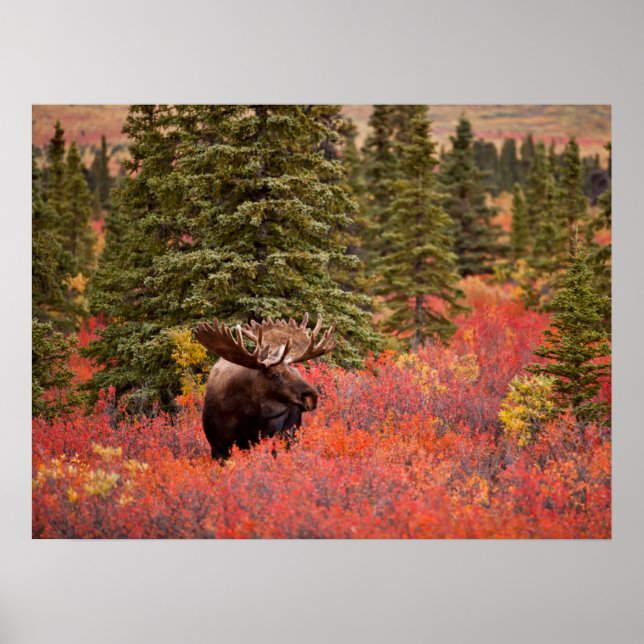 Poster Bull Moose Em Pássaro Vermelho Anão (Frente)