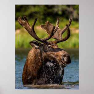 Pôster Bull moose feeding in Glacier National Park