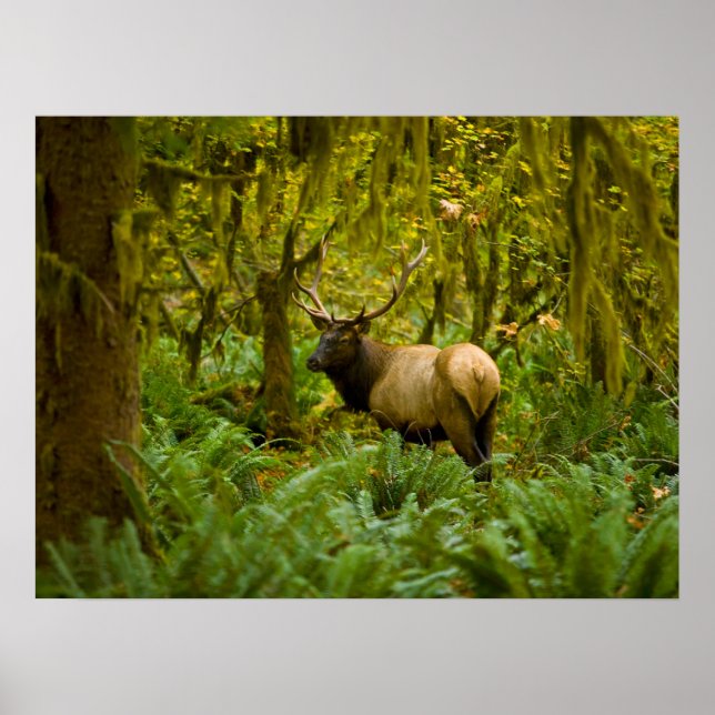 Poster Bull Roosevelt Elk (Frente)