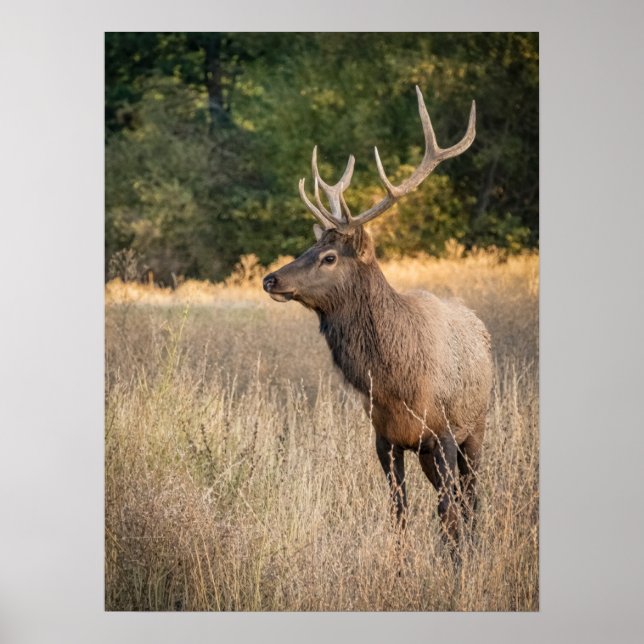 Poster Bull Roosevelt Elk na relva | Estado de Washington (Frente)