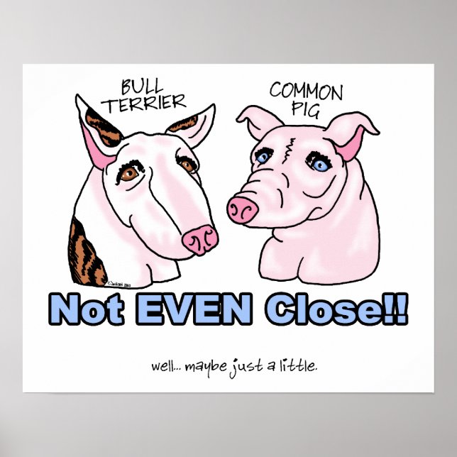 Poster Bull Terrier NOT A Pig (Frente)