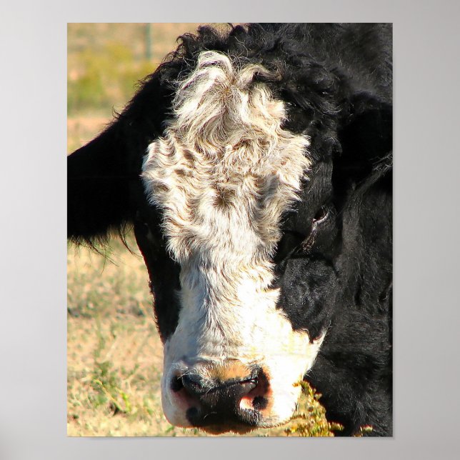 Poster Bull Watch (Frente)