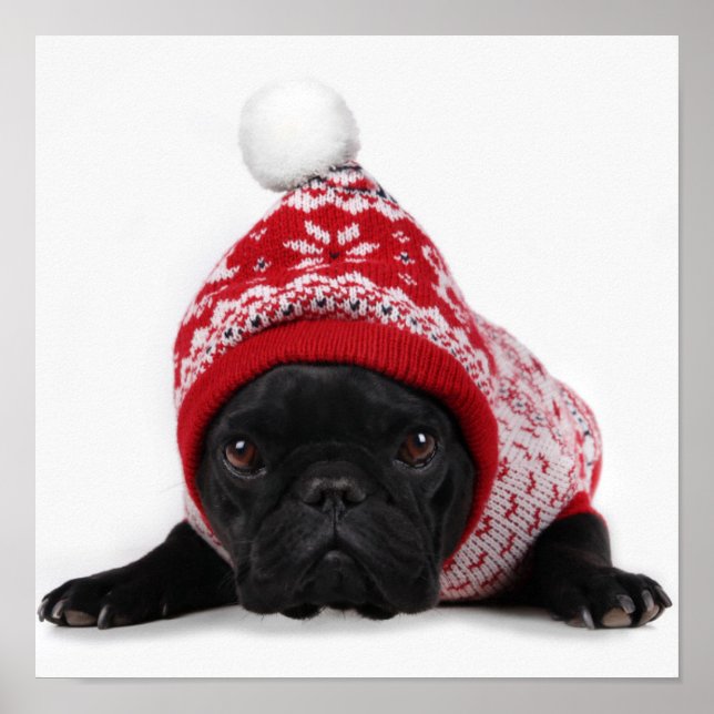 Poster Bulldog Com Suéter Hooed (Frente)