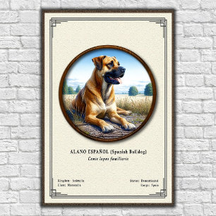 Poster Bulldog Espanhol (Alano Español) Série de Zoologia