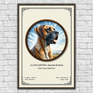 Poster Bulldog Espanhol (Alano Español) Série de Zoologia