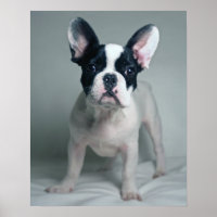 Bulldog Francês Colocado À Atenção