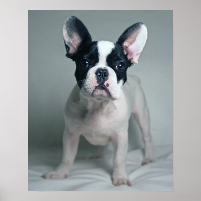 Pôster Bulldog Francês Colocado À Atenção (Frente)