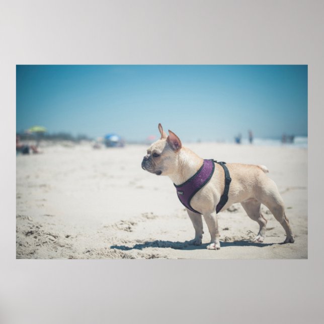 Poster Bulldog Francês Na Praia (Frente)