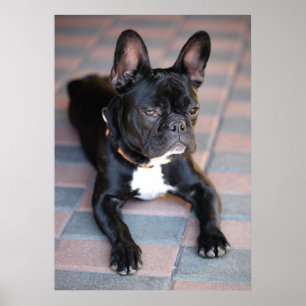 Pôster Bulldog franceses