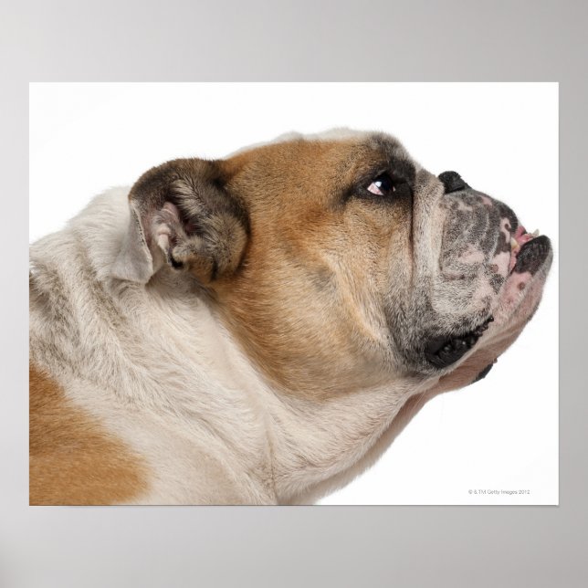 Poster Bulldog Inglês (6 anos de idade) (Frente)