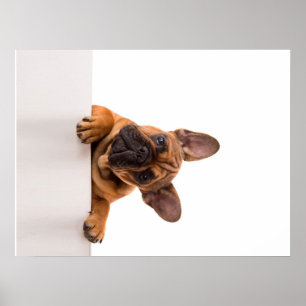 Poster Bulldog Muito bonito, Bulldog Inglês