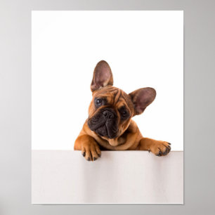 Poster Bulldog Muito bonito, Bulldog Inglês