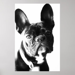 Poster Bulldogg franceses