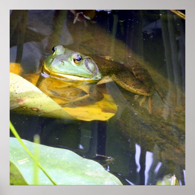 Poster Bullfrog Bathing BeauPoster (Frente)