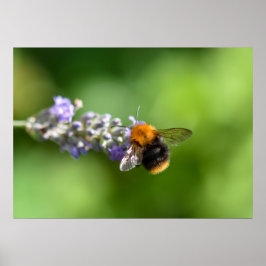 Poster Bumble Bee