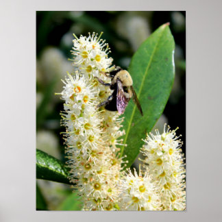 Pôster Bumble Bee