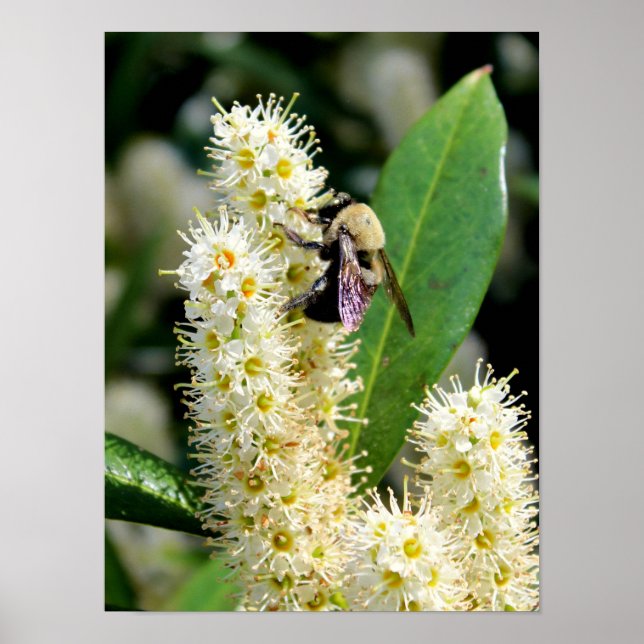 Pôster Bumble Bee (Frente)