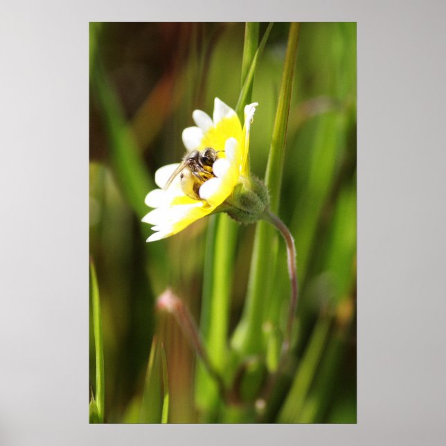 Pôster Bumble Bee (Frente)