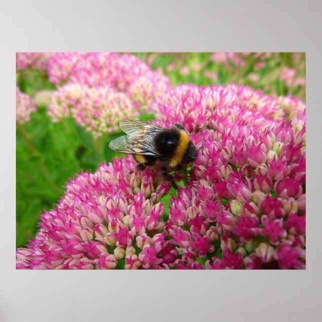 Poster Bumble Bee no Sedum (Frente)