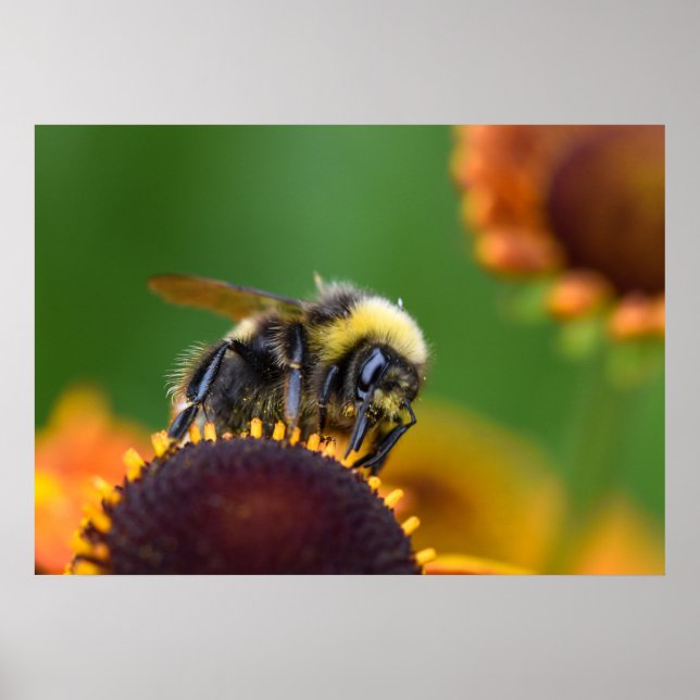 Poster Bumble Bee Ocupado (Frente)